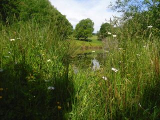 Etang bucolique