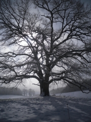 Chêne sous le neige