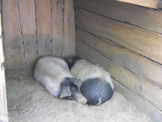 Cochons au dodo