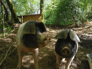 Les cochons ont toujours faim