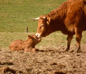 Léchouilles avec petit veau