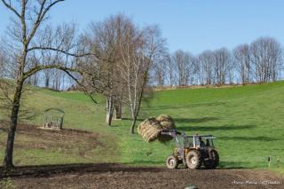 Approvisionnement des rateliers en foin