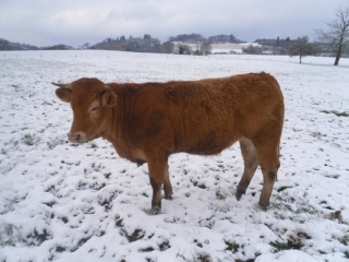 Génisse sous la neige